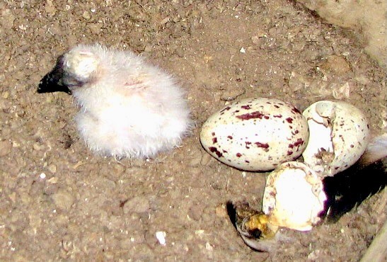 Turkey vulture chick and egg by Charolais is licensed under CC BY 2.5